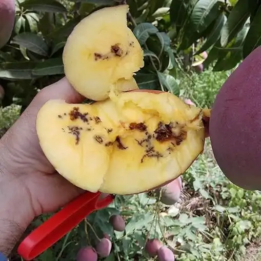 HEDO Fruit Fly Trap Yellow IPM With Fruit Fly Lure (Bactrocera Correcta, Bactrocera Zonata, Bactrocera Dorsalisa) Control Fruit Fly In All Fruits - Image 9