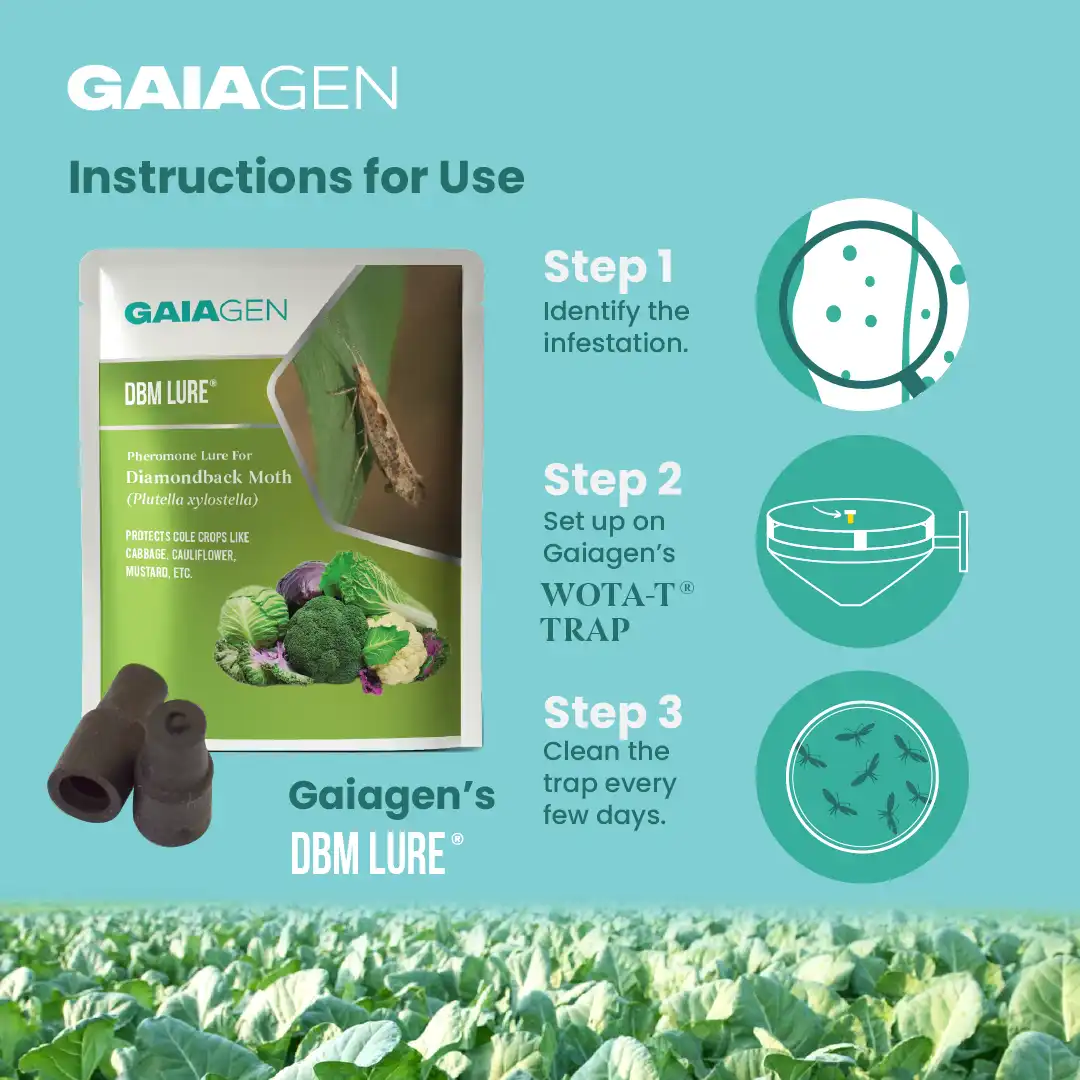 गाइएजेन डायमंडबैक मोथ फेरोमोन ल्यूर फॉर प्लूटेला ज़ाइलोस्टेला, आईएमओ प्रमाणित - Image 6