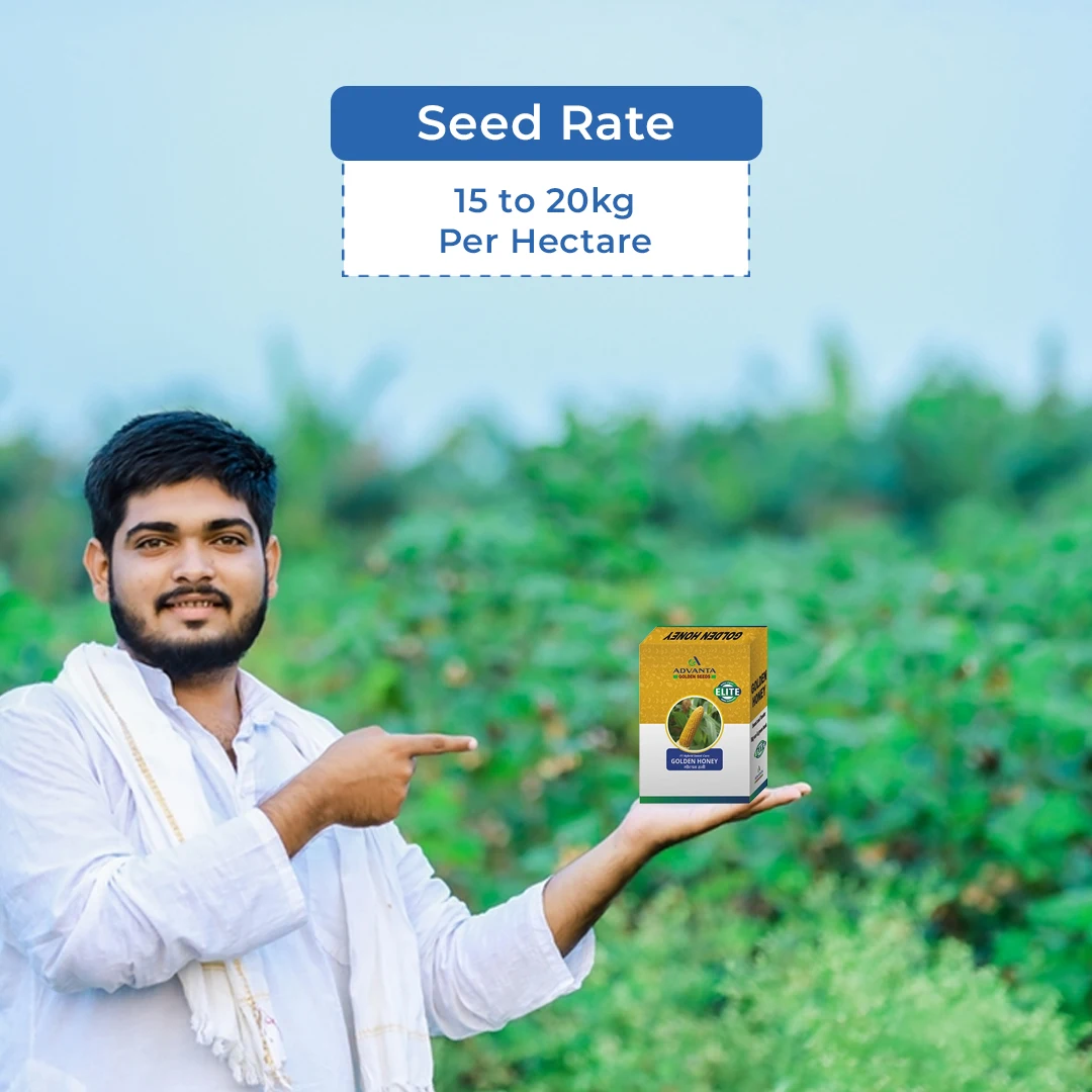 Advanta F1 Hybrid Golden Honey Sweet Corn Seed, Sugary-Enhanced Hybrid With Tender, Flavorful And Sweet Kernels - Image 5