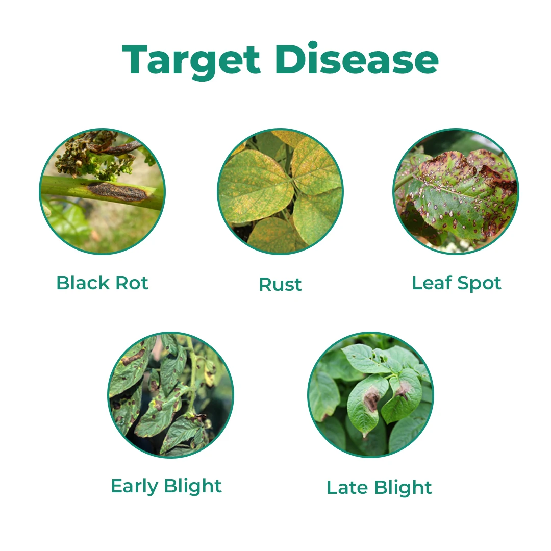 BACF Nutrixulf Sulphur 40% SC Fungicides, Effective Against Powdery Mildew, Rust, Leaf Spot. - Image 3