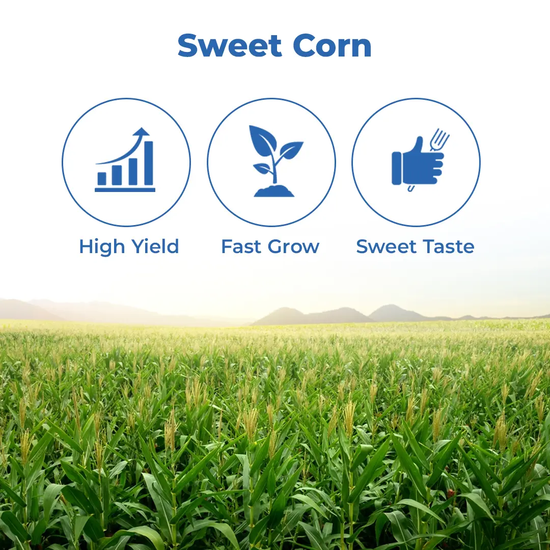 Advanta F1 Hybrid Golden Honey Sweet Corn Seed, Sugary-Enhanced Hybrid With Tender, Flavorful And Sweet Kernels - Image 3