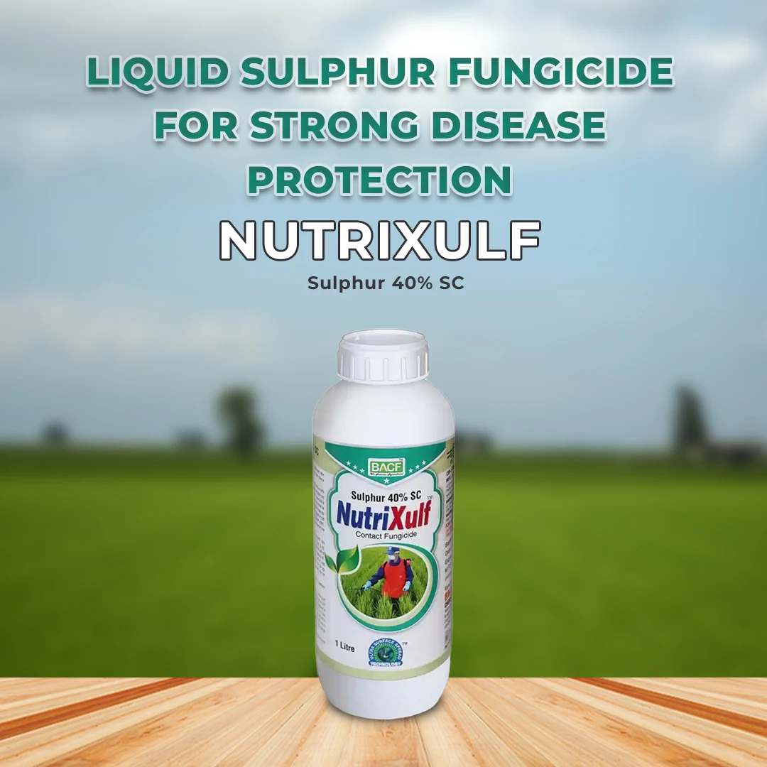 BACF Nutrixulf Sulphur 40% SC Fungicides, Effective Against Powdery Mildew, Rust, Leaf Spot. - Image 2