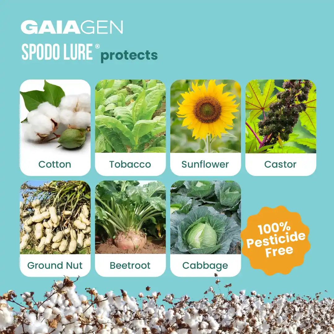 Gaiagen Tobacco Caterpillar (Spodoptera Litura) Pheromone Lure And Insect Funnel Traps, IMO Certified. - Image 3