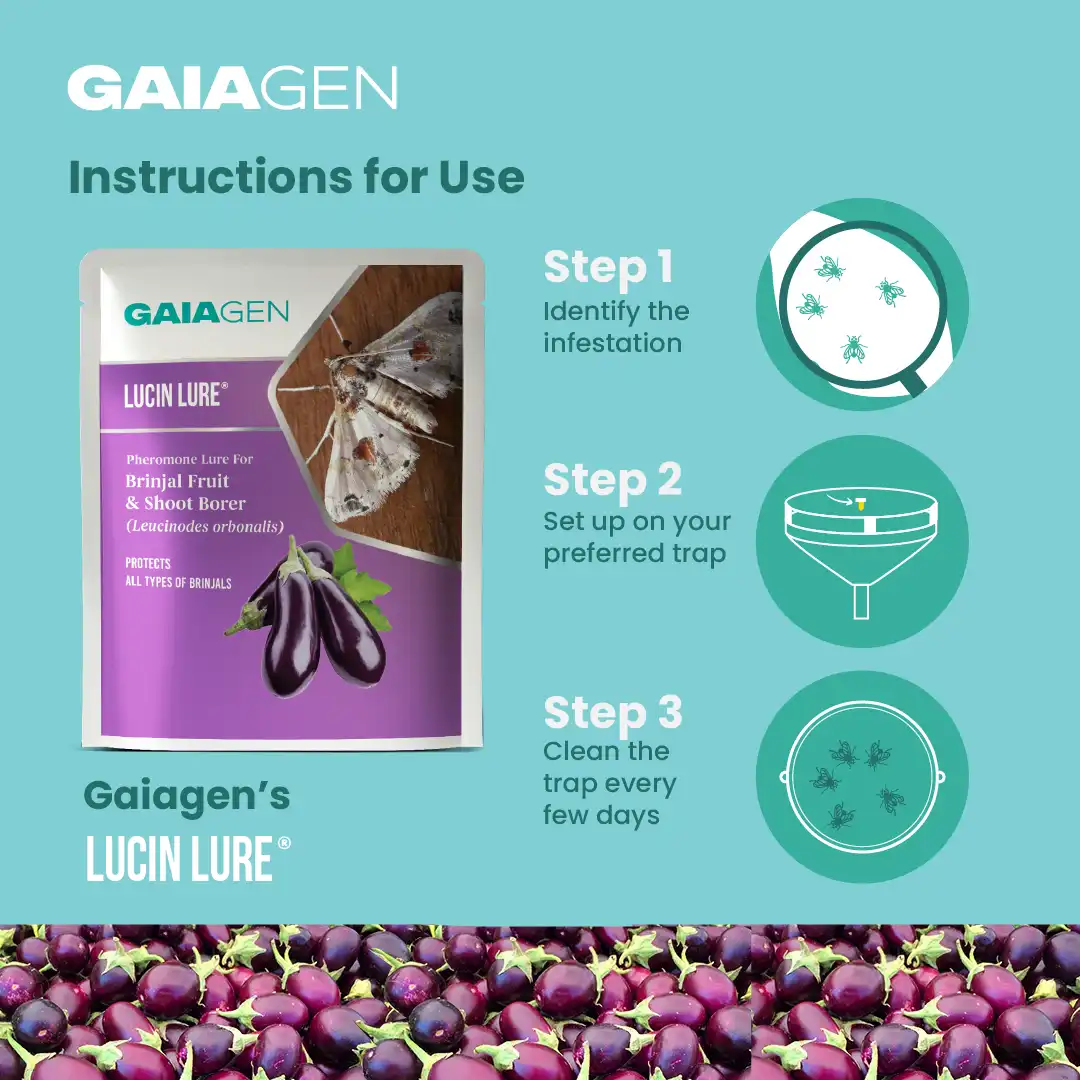 गाइएजेन बैंगन फल और तना छेदक फेरोमोन ल्योर (ल्यूसिनोड्स ऑरबोनालिस) के लिए, आईएमओ प्रमाणित - Image 6