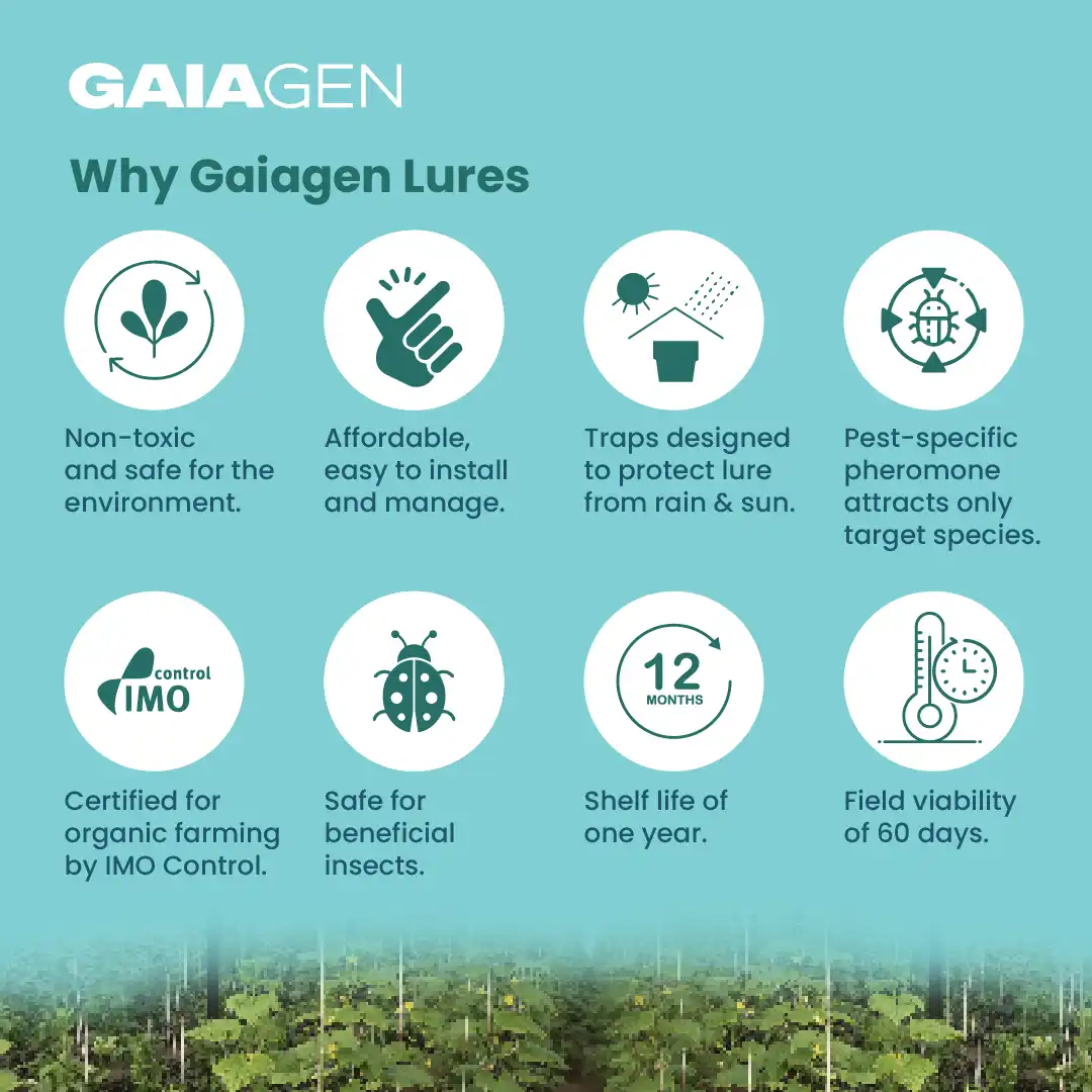 Gaiagen Pheromone Lure For Melon Fly (Bactrocera Cucurbitae) And Insect Fly Trap, IMO Certified. - Image 10