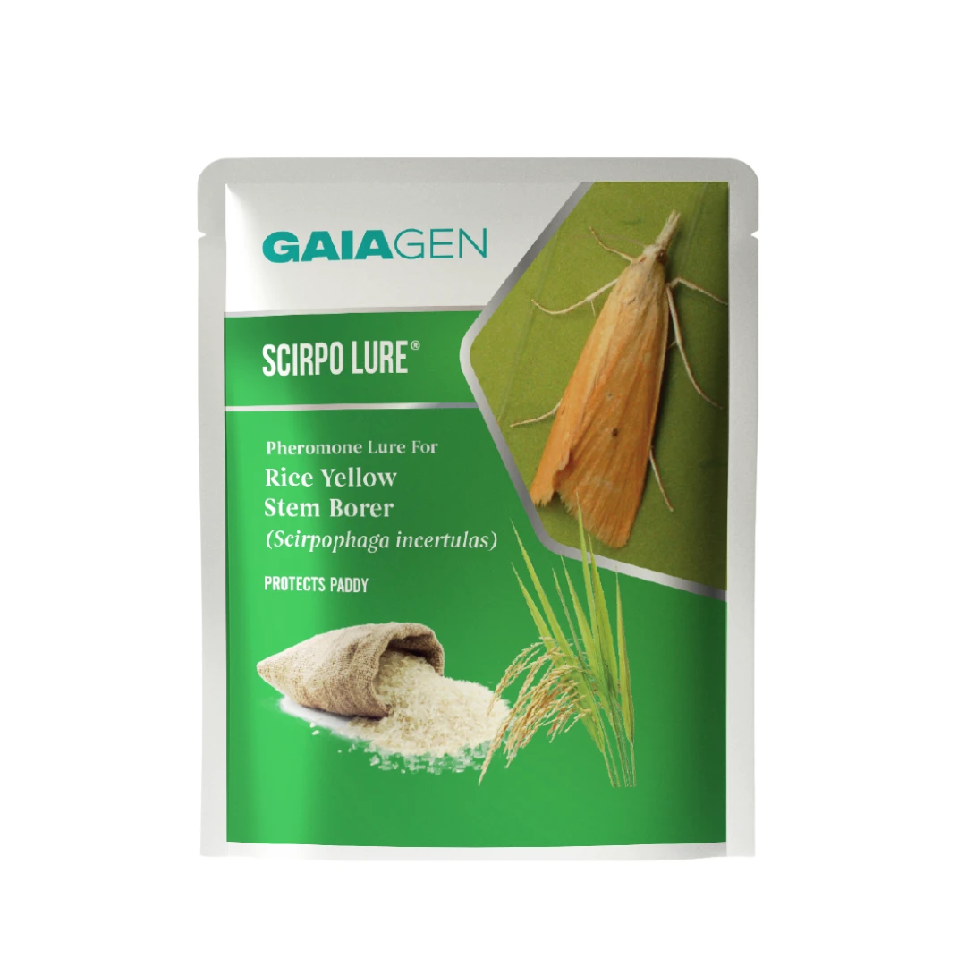 Gaiagen Scirpo Lure for Yellow Rice Stem Borer (Scirpophaga Incertulas) Pheromones Lure And Funnel Insect Traps
