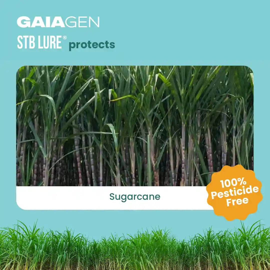 GAIAGEN Pheromone Water Trap and Lure For Sugarcane Top Borer (Scirpophaga excerptalis) And Insect Water Trap Combo Pack - Image 2
