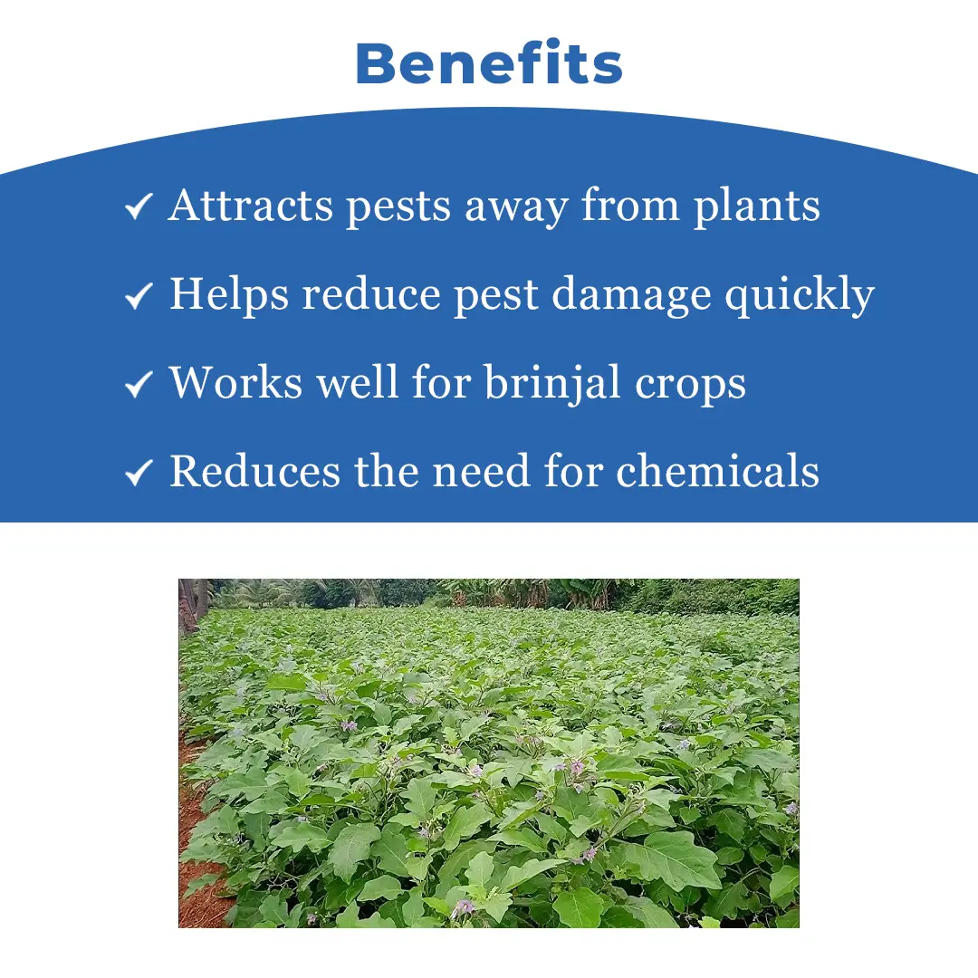 Water Pheromone Trap with Brinjal Lure (Leucinodes Orbonalis) For Brinjal Fruit and Shoot Borer Insect. - Image 4