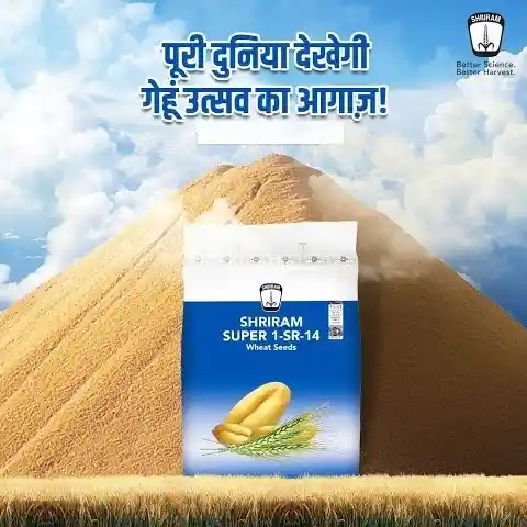 DCM Shriram SUPER 1-SR-14 Wheat Seeds - Image 4