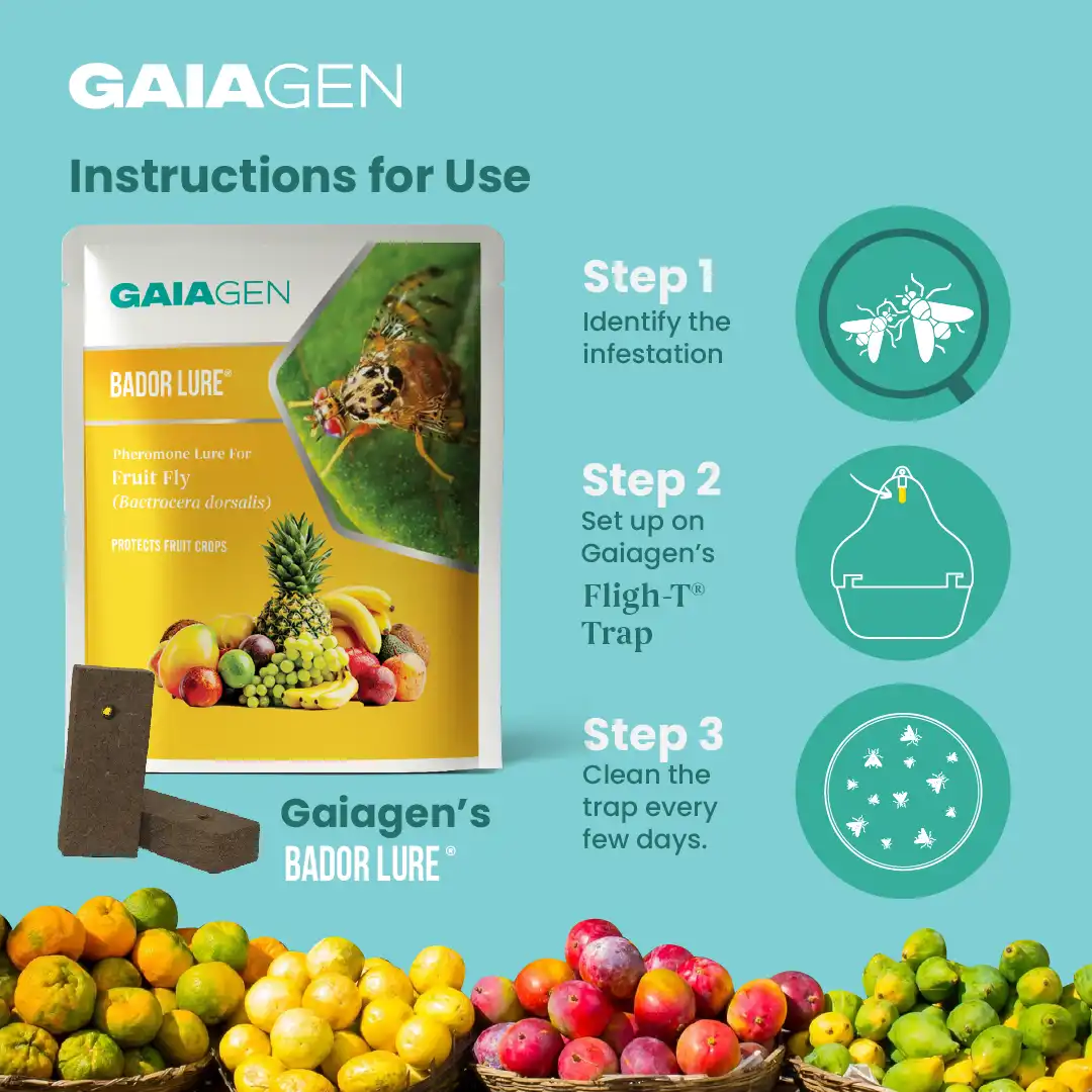 Gaiagen Bador Lure, Pheromone Lure For Fruit Fly (Bactrocera Dorsalis) And Insect Fly Trap, IMO Certified - Image 6