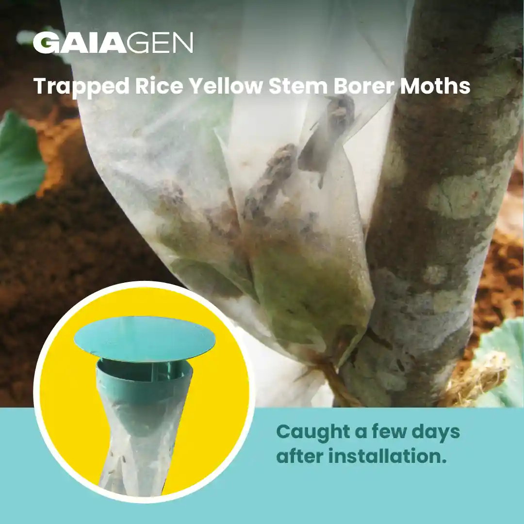 गाइएजेन चावल का पीला तना छेदक (स्किरपोफगा इंसर्टुलास) फेरोमोन ल्यूर और फनल कीट ट्रैप्स कॉम्बो, आईएमओ प्रमाणित - Image 6