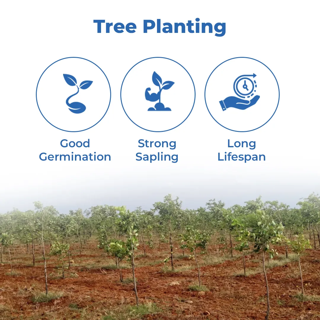 श्री साई फॉरेस्ट्री - लाल चंदन के बीज (पेटेरोकार्पस सांतालिनस, लाल चंदन या रक्तचंदन) - Image 3