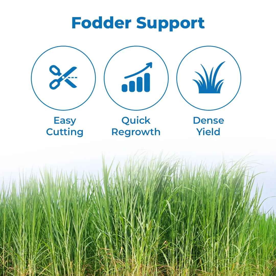 श्री साई फॉरेस्ट्री रेड नैपियर घास के बीज (एमपी चारी) पशु चारा के बीज, ग्रीष्मकाल और वर्षा ऋतु के लिए - Image 3