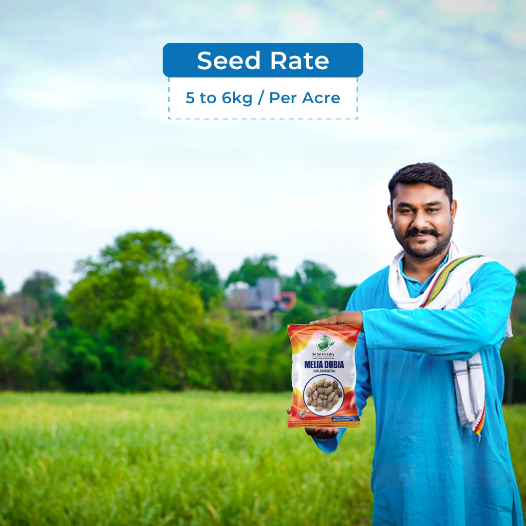 श्री साई फॉरेस्ट्री - मेलिया ड्यूबिया के बीज, मलाबार नीम के बीज, तेज़ी से बढ़ने वाला वृक्ष - Image 5