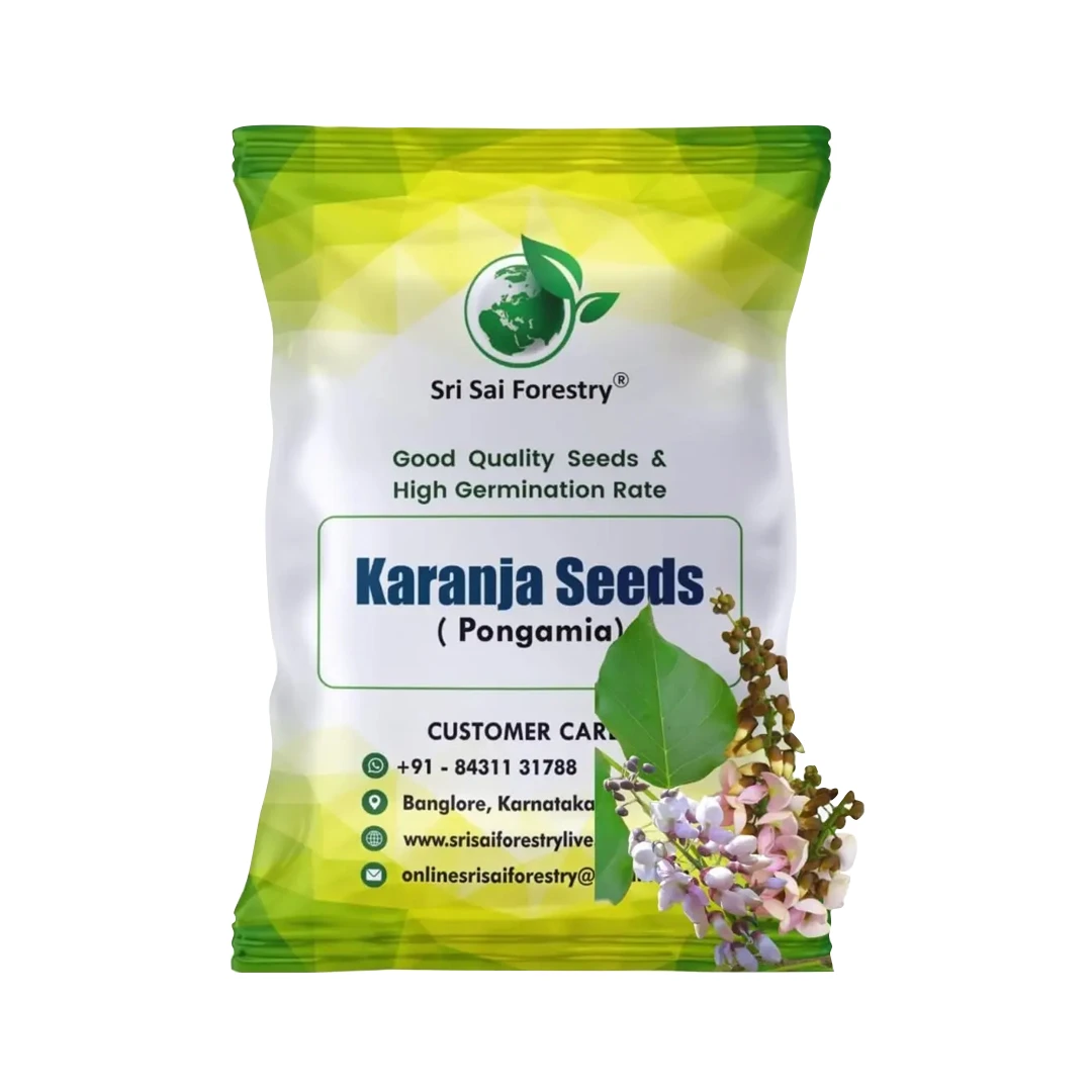 SRI SAI FORESTRY Karanja (Millettia Pinnata) Indian Beach Tree, Pongamia Pinnata, Pongame oil tree, Liquid Fuel Tree Seeds