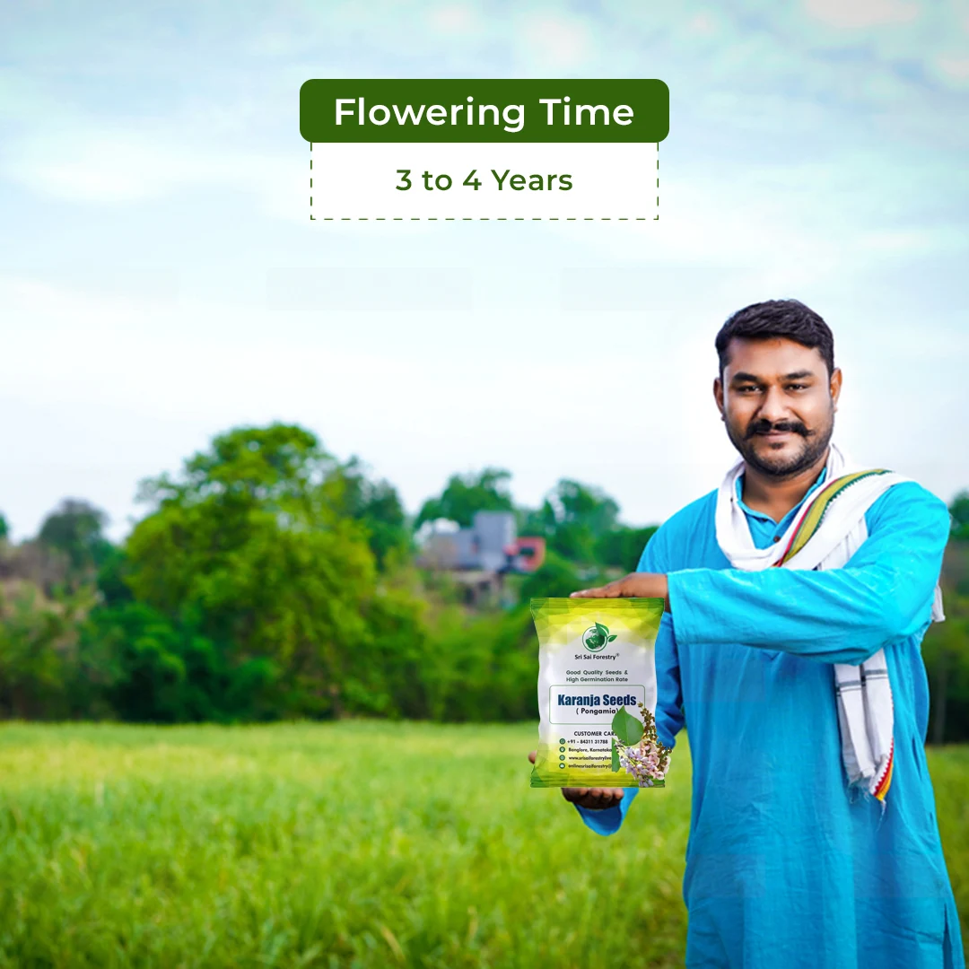 SRI SAI FORESTRY Karanja (Millettia Pinnata)  Indian Beach Tree, Pongamia Pinnata, Pongame oil tree, Liquid Fuel Tree Seeds - Image 5