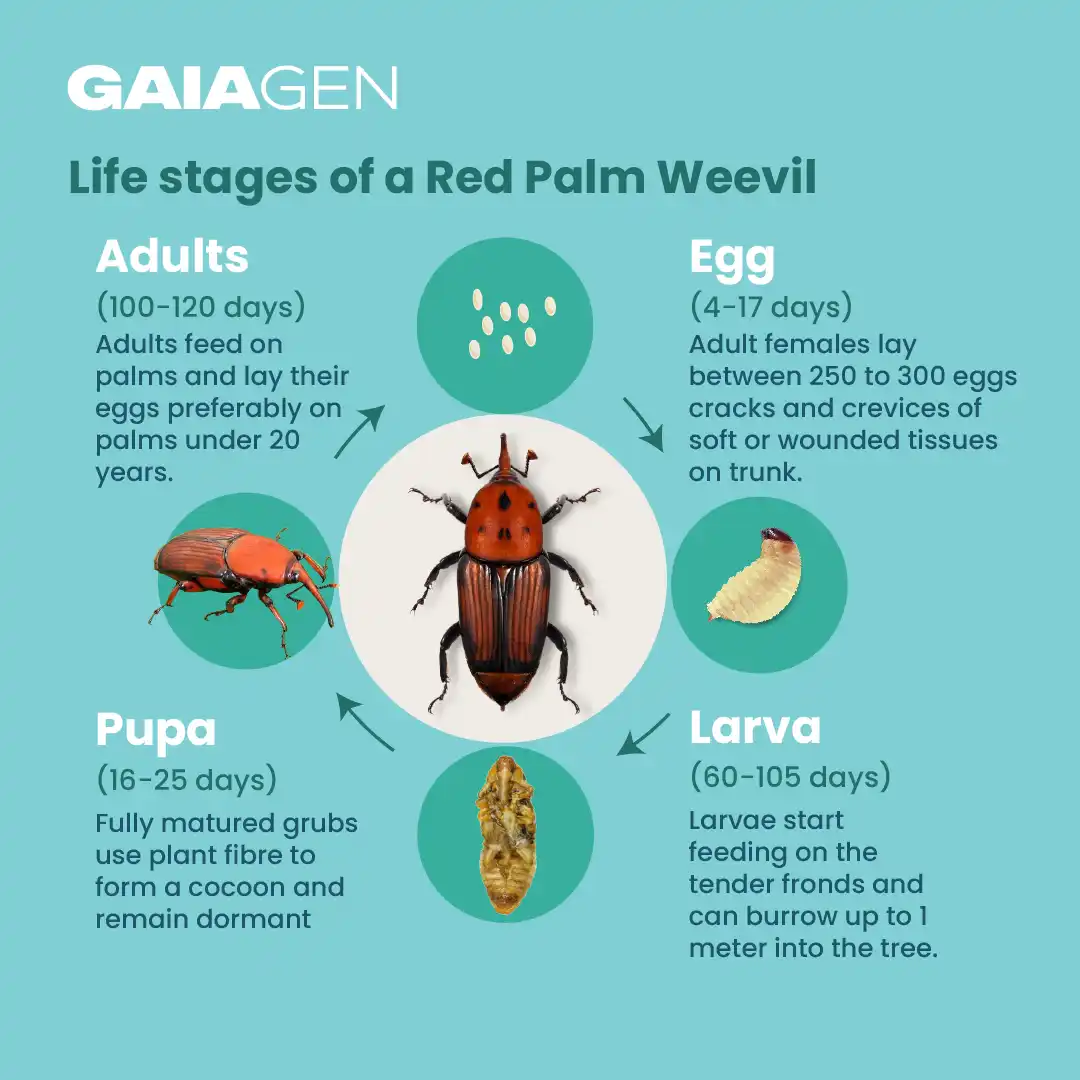 गाइएजेन आरपीडब्ल्यू फेरोमोन ल्योर और कीट बाल्टी जाल, लाल ताड़ सुंडी (राइन्कोफोरस फेरूजीनियस) के लिए, आईएमओ प्रमाणित - Image 6