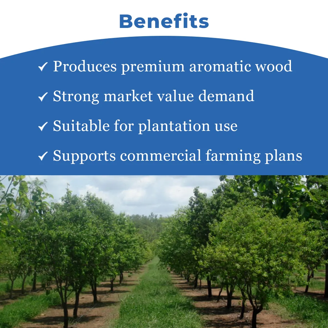 श्री साई फॉरेस्ट्री सफेद चंदन पौधा वृक्ष के बीज, सफेद चंदन वृक्ष के बीज, सभी मौसमों में उपयुक्त। - Image 4