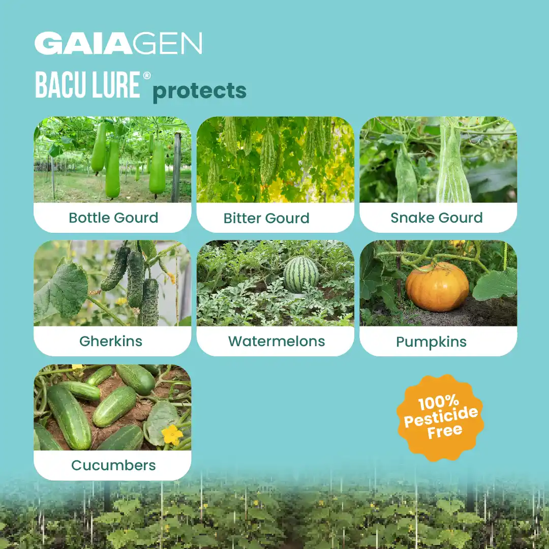 Gaiagen Pheromone Lure For Melon Fly (Bactrocera Cucurbitae) And Insect Fly Trap, IMO Certified. - Image 3