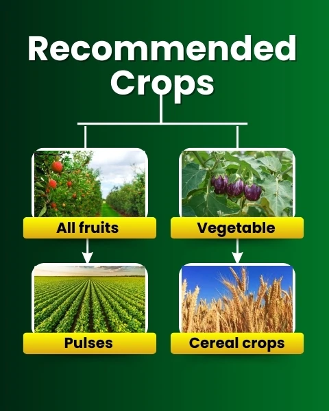 Katyayani Triple Attack Bio Pesticide, Verticillium Lecanii + Beauveria Bassiana + Metarhizium Anisopliae - Image 4