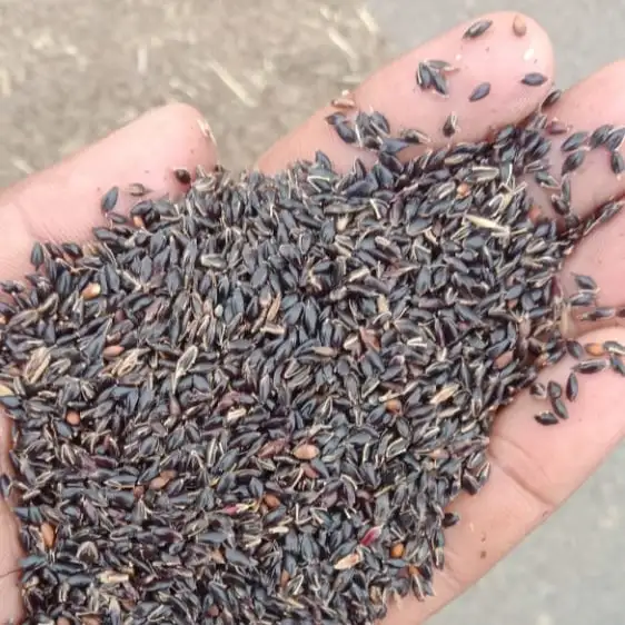 Dhyanarsh CSV33MF Sorghum Seeds, Fodder Seeds, Multi-Cut, Fast Growth Variety - Image 4