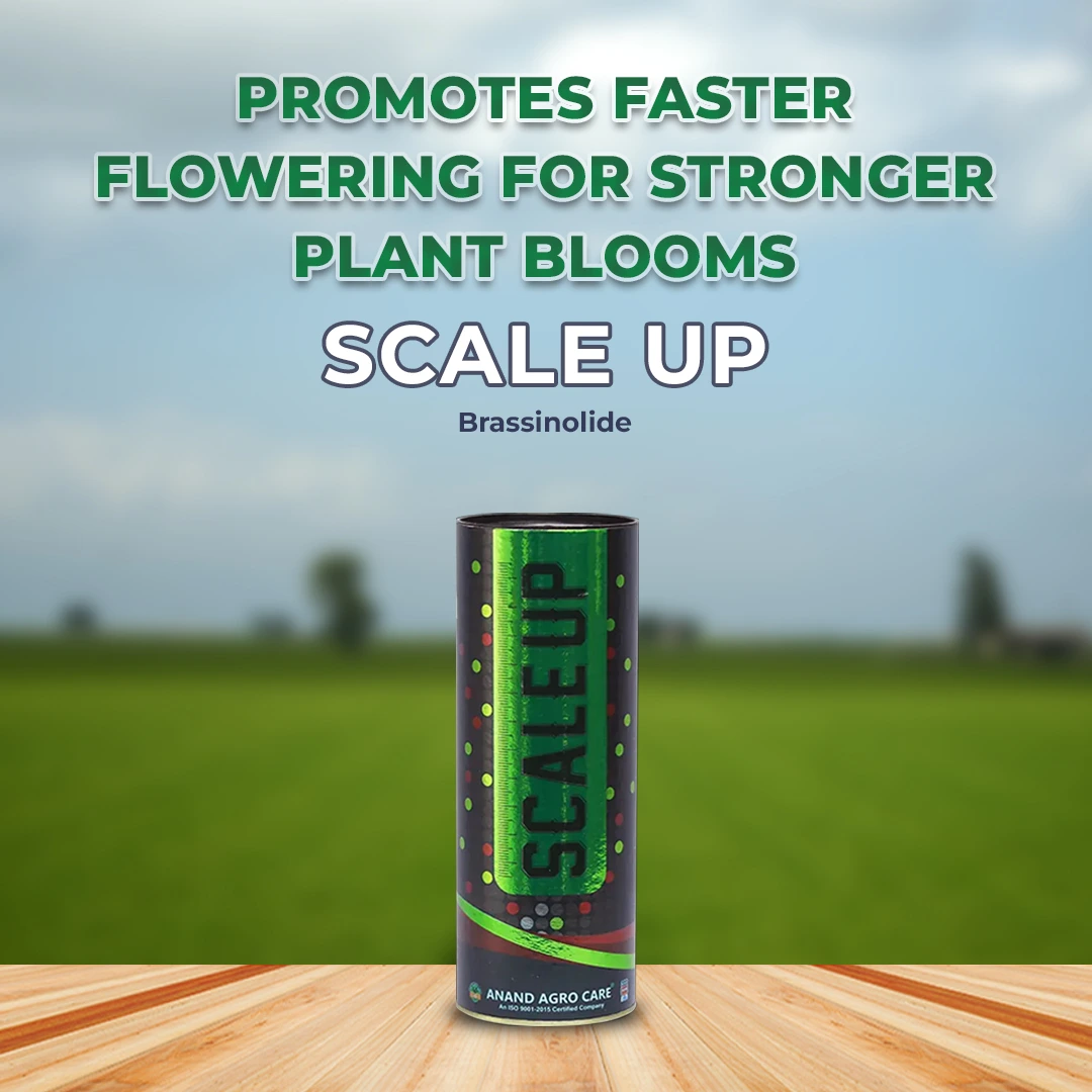 आनंद स्केल अप (ब्रैसिनोलाइड) फूलने वाला बायो स्टिमुलेंट - आकार बढ़ाने वाला, बेरी के आकार और कुरकुरे, चमकदार फल सुधारता है, और बेरी का वजन बढ़ाता है। - Image 2