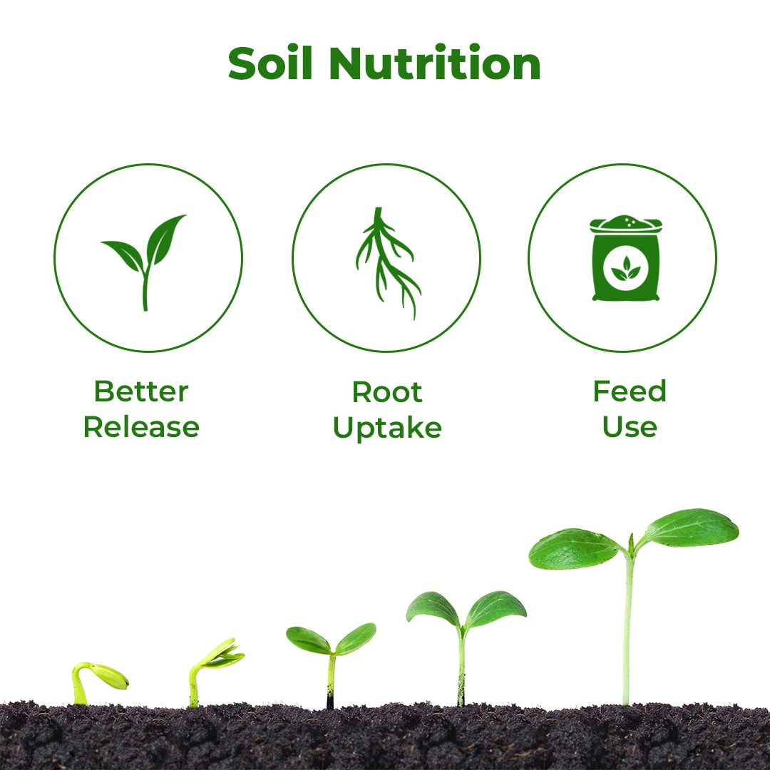 Dr. Bacto\'s KMB, Potash Mobilizing Bacteria, Improves resistance of crop against disease - Image 3