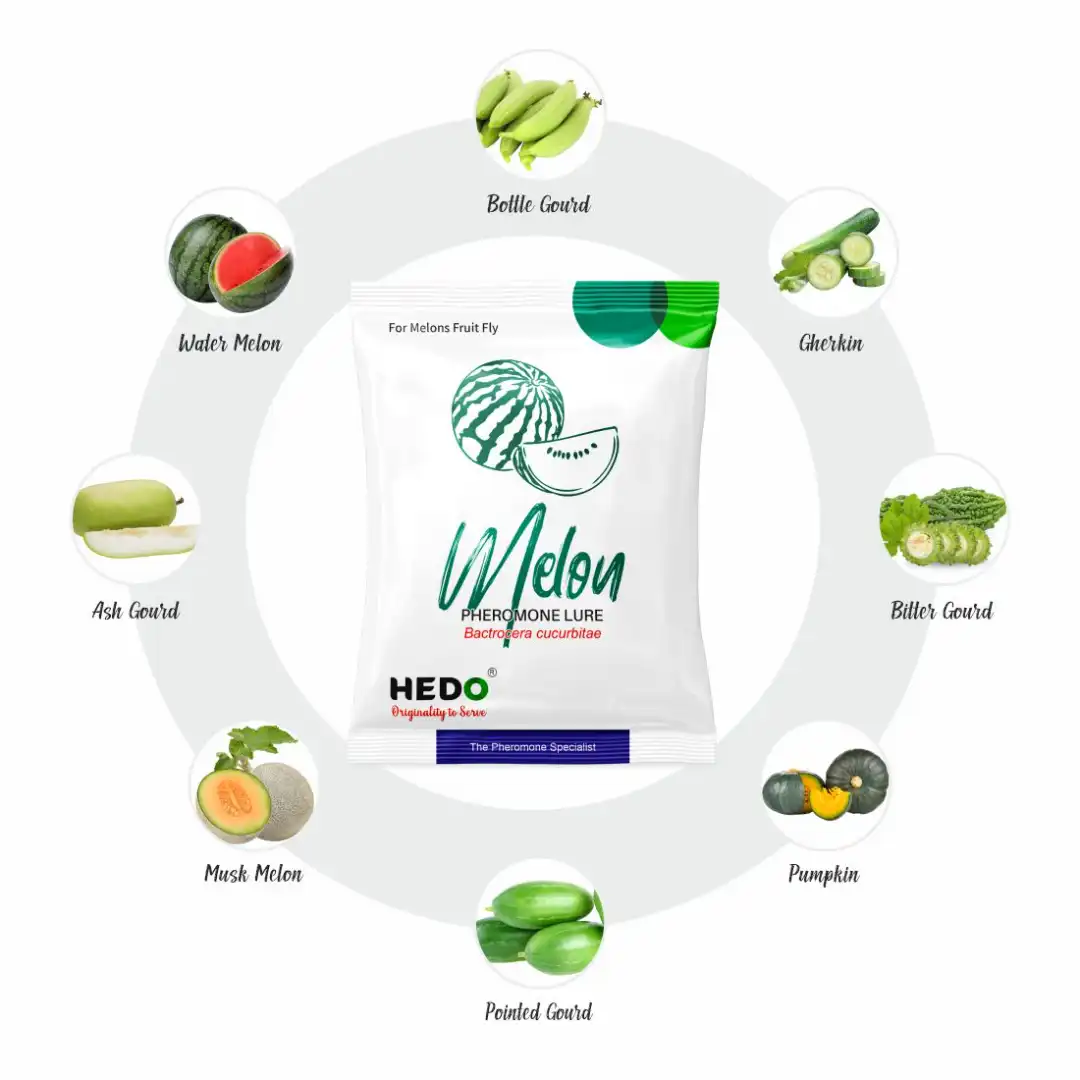 HEDO Pheromone Trap With Melon Fruit Lure (Bactrocera Cucurbitae) Control Melon Fly For Cucumber, Bottle Gourd, Bitter Gourd, Pumpkin, Water Melon - Image 5