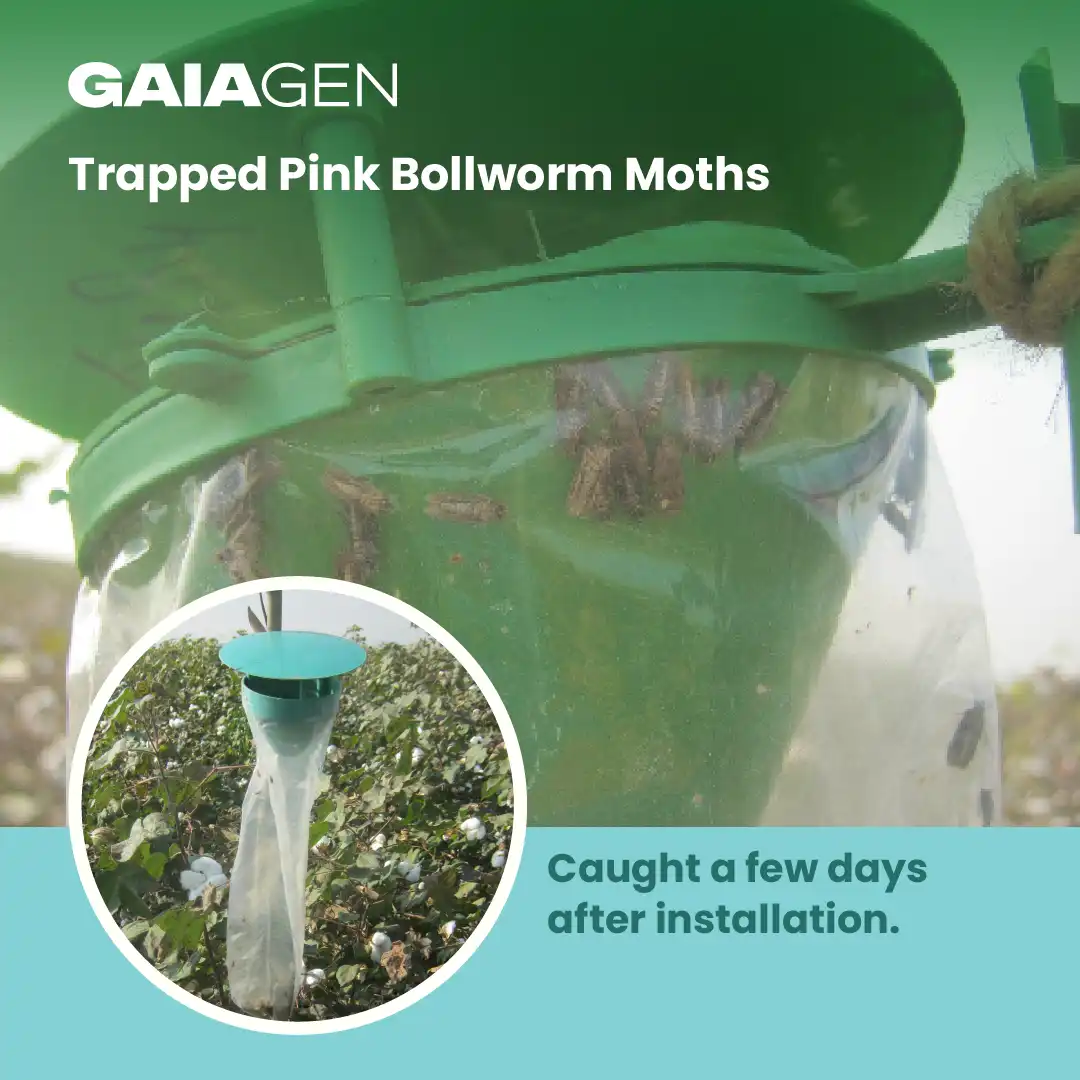 Gaiagen Pheromone Lure for Pink Bollworm (Pectinophora Gossypiella) And Insect Funnel Trap, IMO Certified. - Image 7