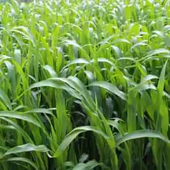 Dhyanarsh CSV33MF Sorghum Seeds, Fodder Seeds, Multi-Cut, Fast Growth Variety - Image 5