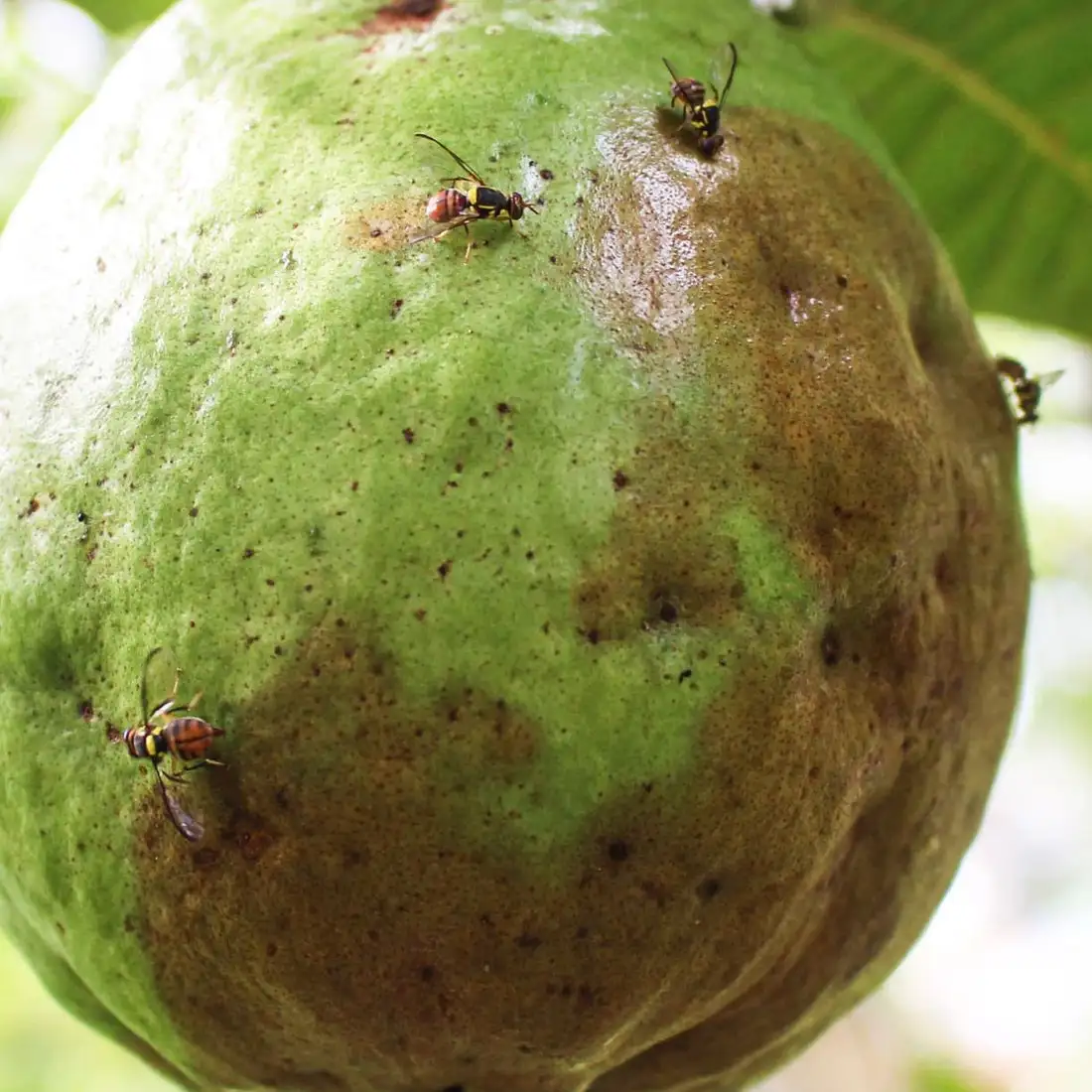 HEDO Fruit Fly Trap Yellow IPM With Fruit Fly Lure (Bactrocera Correcta, Bactrocera Zonata, Bactrocera Dorsalisa) Control Fruit Fly In All Fruits - Image 7