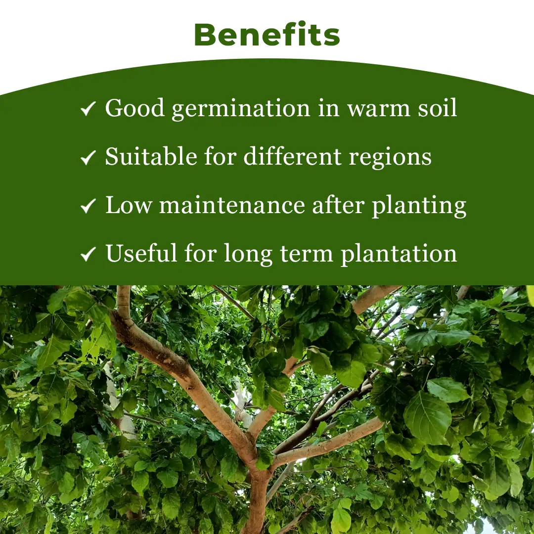 SRI SAI FORESTRY Karanja (Millettia Pinnata)  Indian Beach Tree, Pongamia Pinnata, Pongame oil tree, Liquid Fuel Tree Seeds - Image 4