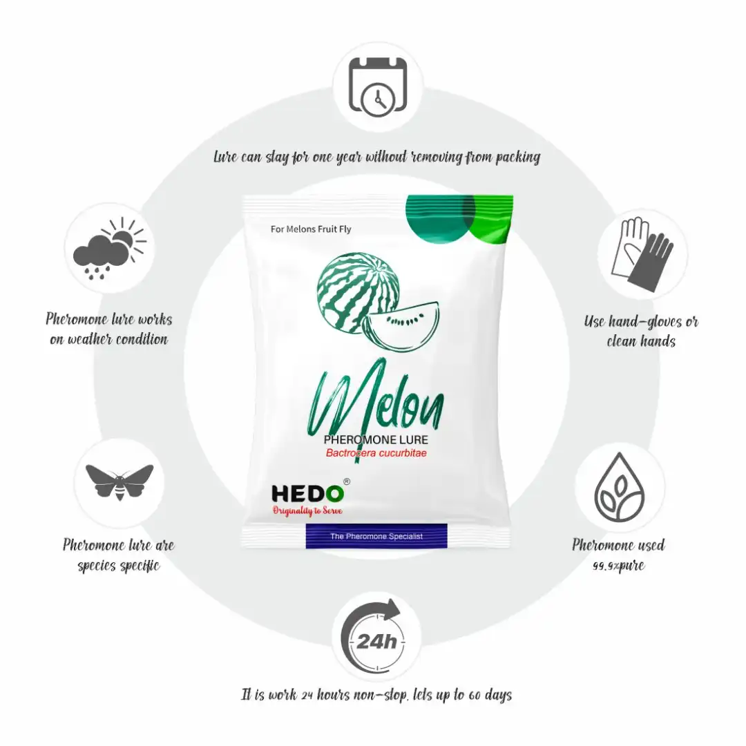 HEDO Pheromone Trap With Melon Fruit Lure (Bactrocera Cucurbitae) Control Melon Fly For Cucumber, Bottle Gourd, Bitter Gourd, Pumpkin, Water Melon - Image 4