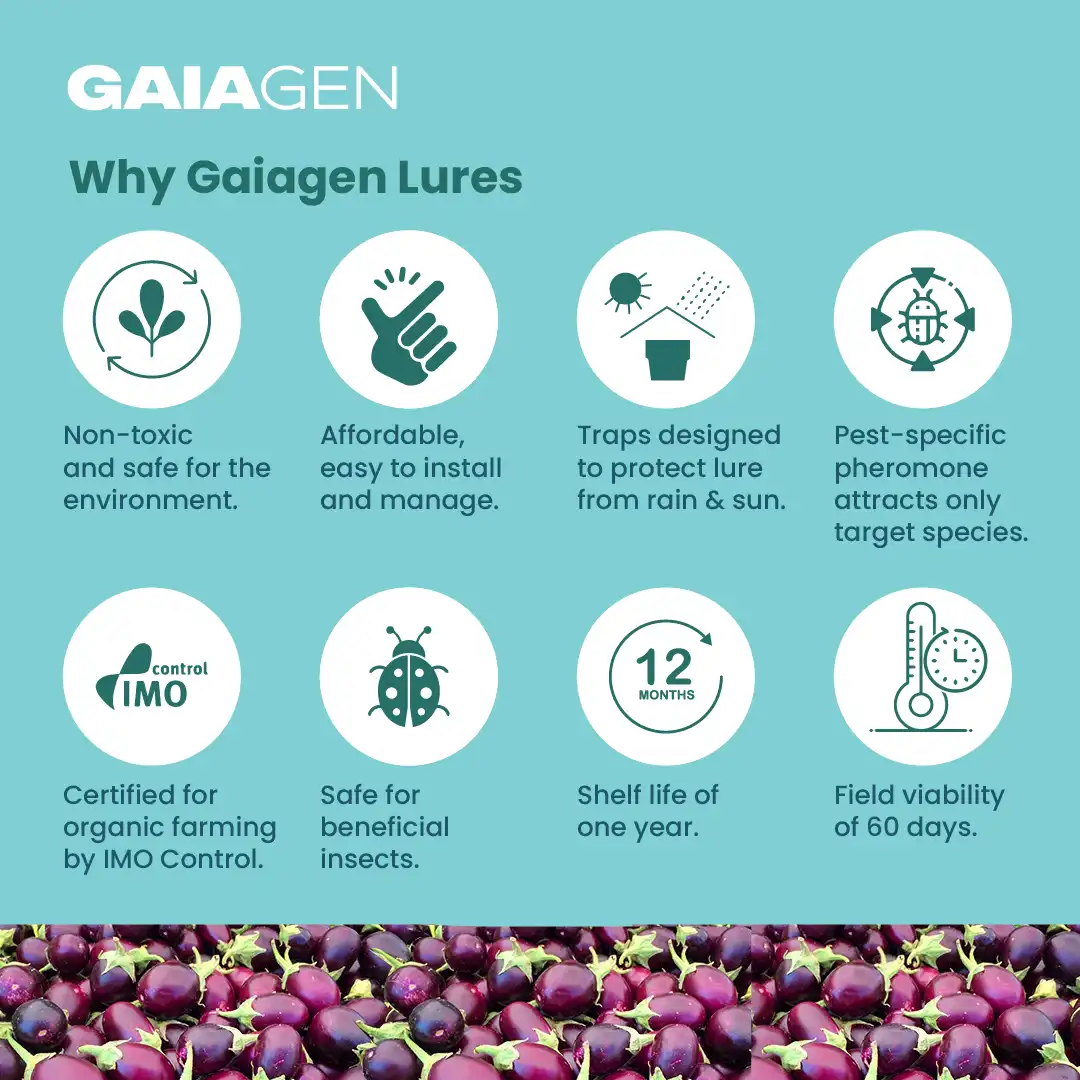 गाइएजेन बैंगन फल और तना छेदक फेरोमोन ल्योर (ल्यूसिनोड्स ऑरबोनालिस) के लिए, आईएमओ प्रमाणित - Image 8
