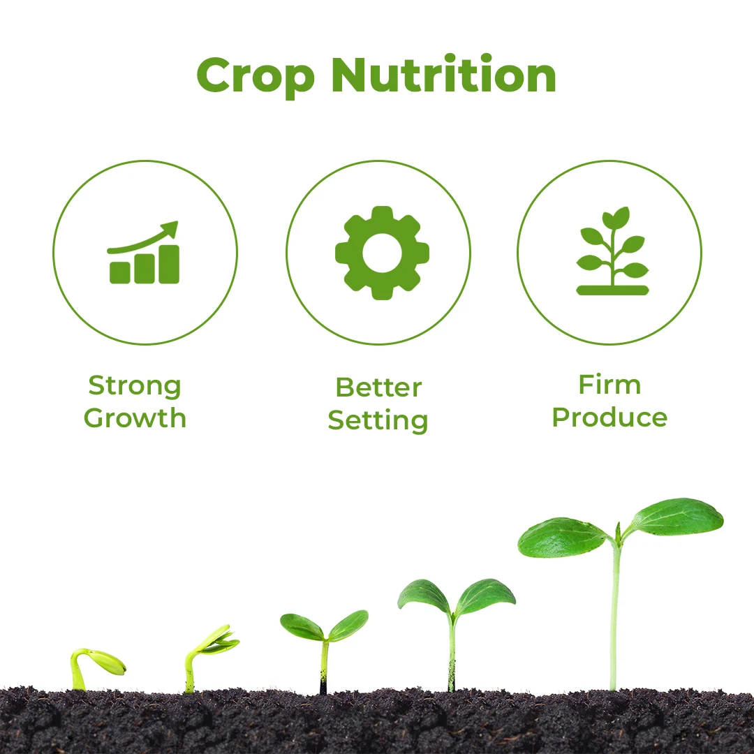 Nutrixon Cal-SL Fertilizer - Calcium + Boron + Amino acid  - Image 3