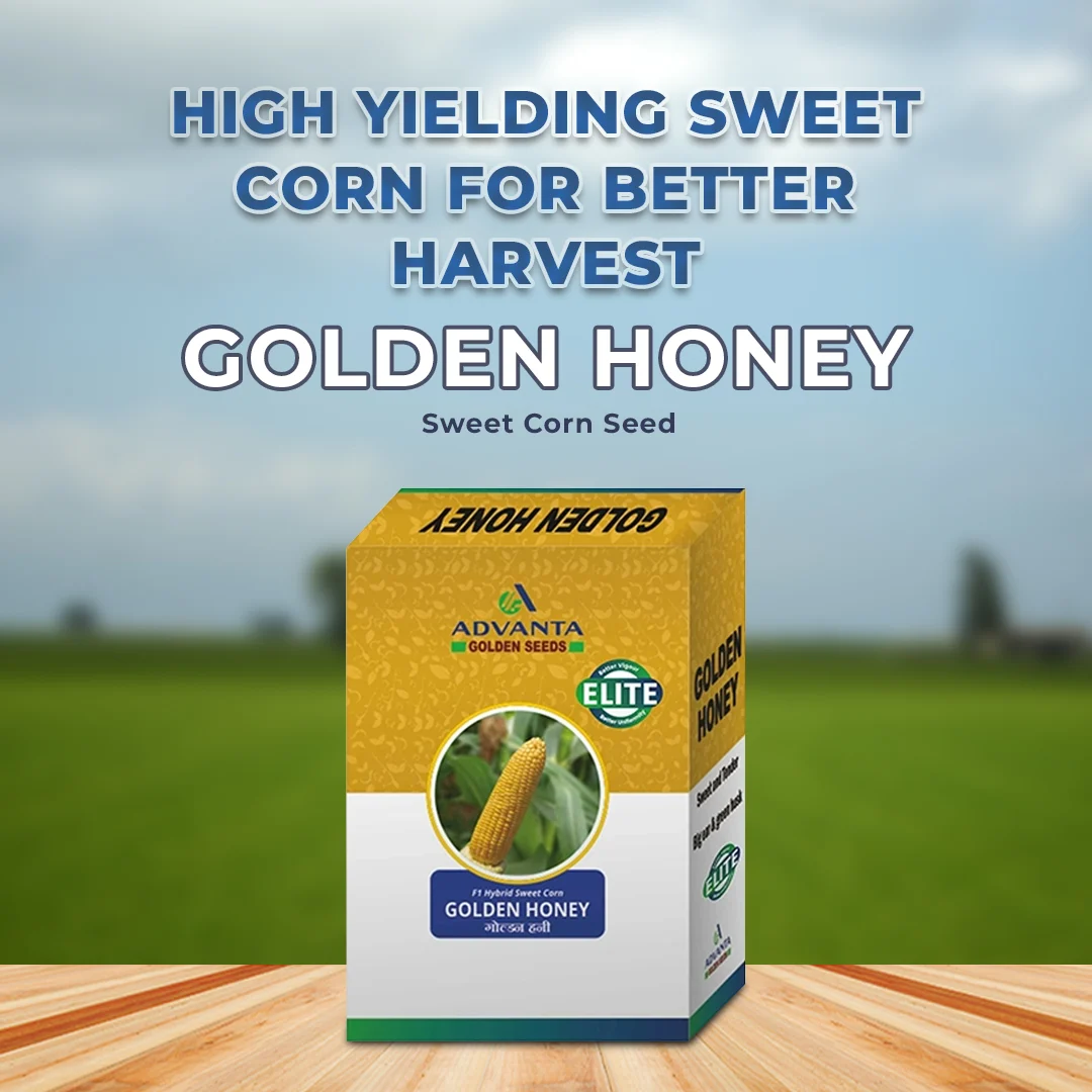 Advanta F1 Hybrid Golden Honey Sweet Corn Seed, Sugary-Enhanced Hybrid With Tender, Flavorful And Sweet Kernels - Image 2