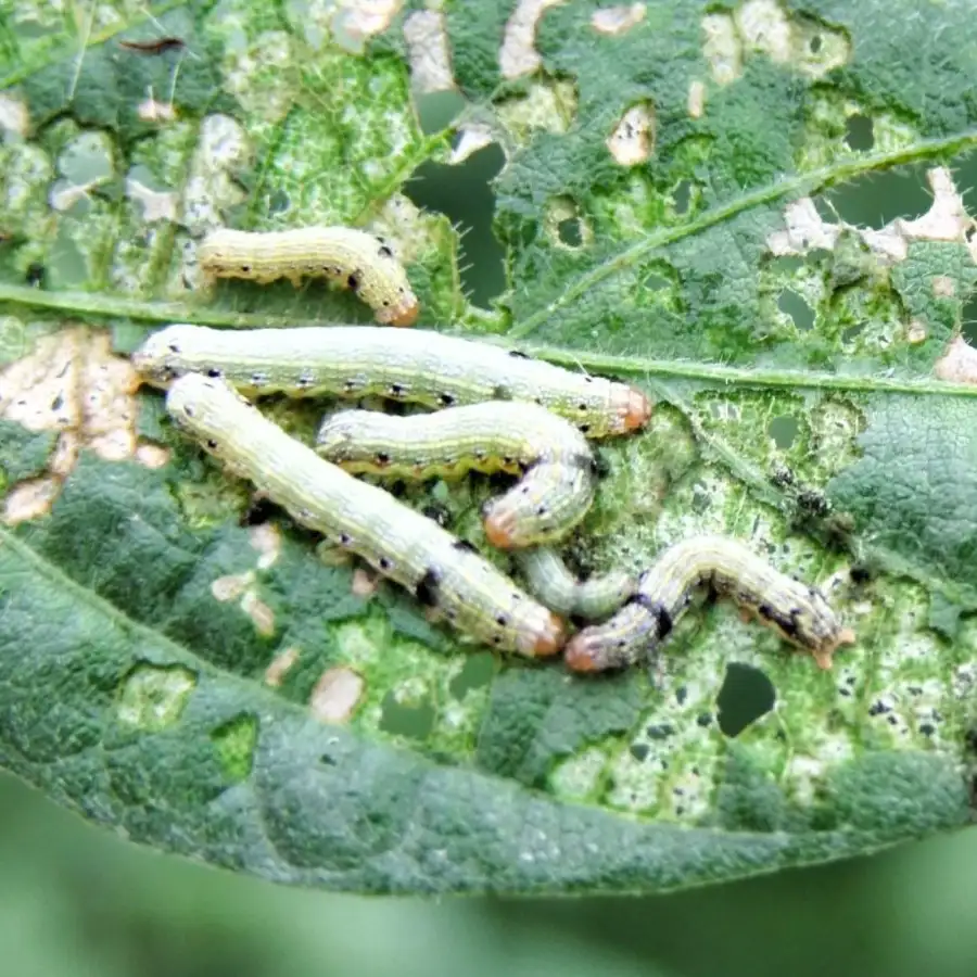 फ़नल ट्रैप, स्पोडो ओ ल्यूर (स्पोडोप्टेरा लिटुरा फेरोमोन) तम्बाकू, कपास, लाल चना, टमाटर और मिर्च के लिए उपयोगी। - Image 6