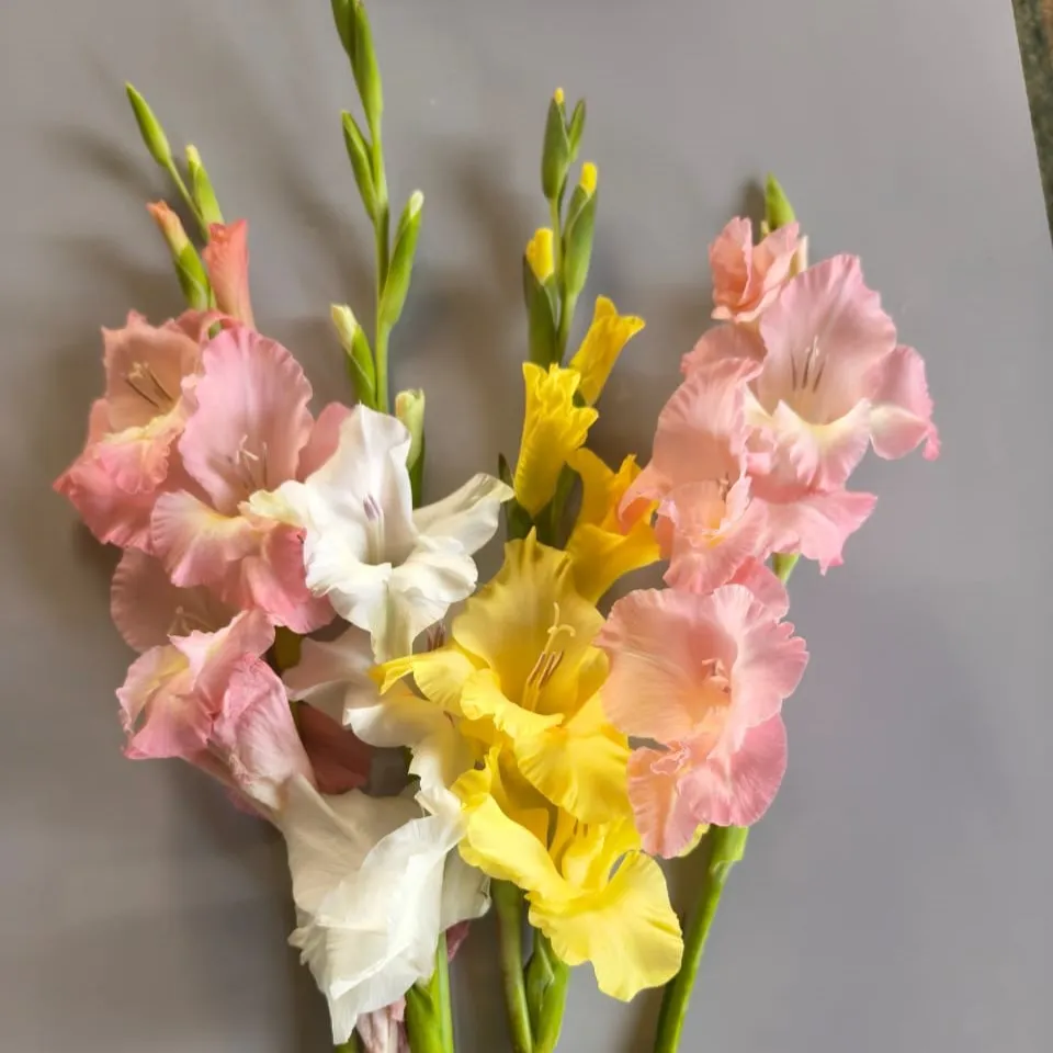 VR Gladiolus Flower Bulbs, Mixed Colours, Sword Lily, Suitable For Gardens, Pots And Cut Flower (20 Bulbs) - Image 4