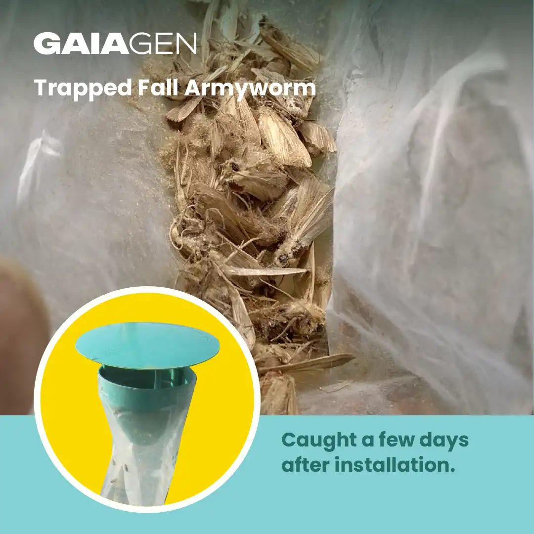 गाइएजेन फॉल कपास का कीड़ा फेरोमोन ल्योर (स्पोडोप्टेरा फ्रुगीपेरडा) और कीट फनल जाल, आईएमओ प्रमाणित - Image 7