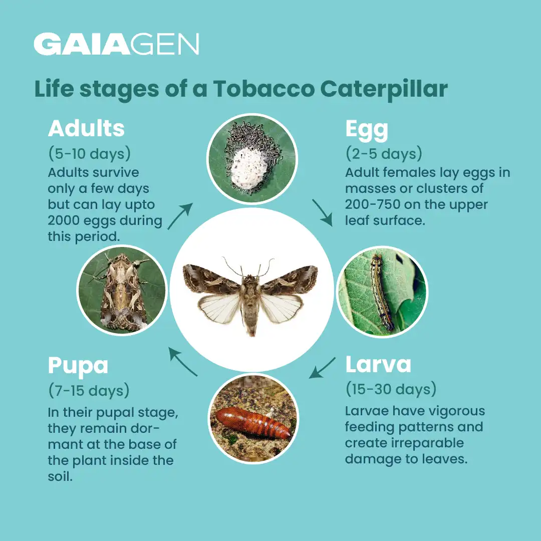 Gaiagen Tobacco Caterpillar (Spodoptera Litura) Pheromone Lure And Insect Funnel Traps, IMO Certified. - Image 5