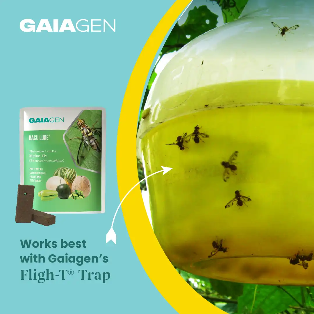 Gaiagen Pheromone Lure For Melon Fly (Bactrocera Cucurbitae) And Insect Fly Trap, IMO Certified. - Image 8