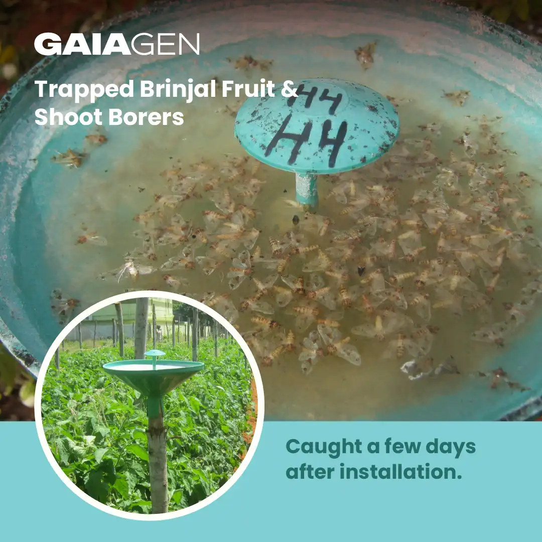 गाइएजेन बैंगन फल और तना छेदक फेरोमोन ल्योर (ल्यूसिनोड्स ऑरबोनालिस) के लिए, आईएमओ प्रमाणित - Image 7