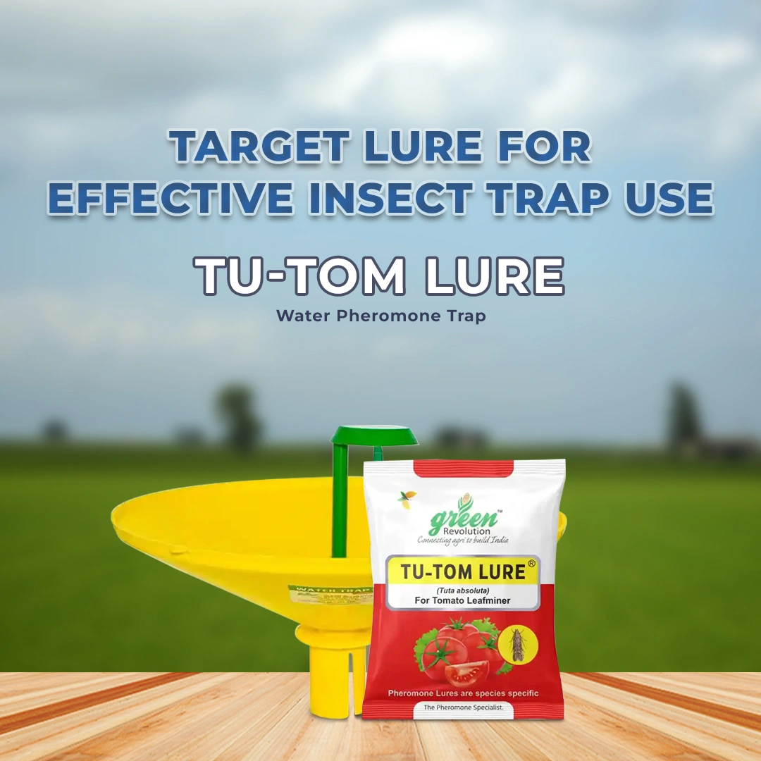 वाटर फेरोमोने ट्रैप, तू-टॉम फेरोमोन ल्यूर के साथ (टूटा एब्सोल्यूट, टोमैटो लेक्सिफमिनर) टमाटर, चेरी टमाटर और आलू के लिए उपयोगी। - Image 2