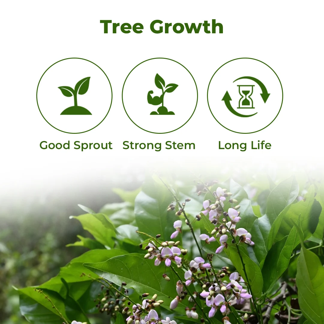 SRI SAI FORESTRY Karanja (Millettia Pinnata)  Indian Beach Tree, Pongamia Pinnata, Pongame oil tree, Liquid Fuel Tree Seeds - Image 3