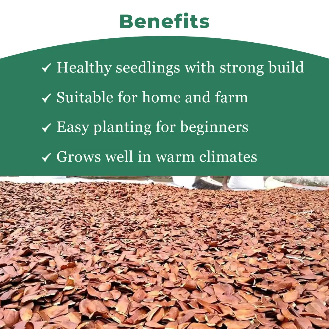 श्री साई फॉरेस्ट्री अफ्रीकी महोगनी वृक्ष के बीज, स्वेतानिया महोगनी पौधा बीज। - Image 4