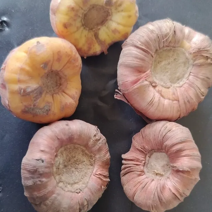 VR Gladiolus Flower Bulbs, Mixed Colours, Sword Lily, Suitable For Gardens, Pots And Cut Flower (20 Bulbs) - Image 2