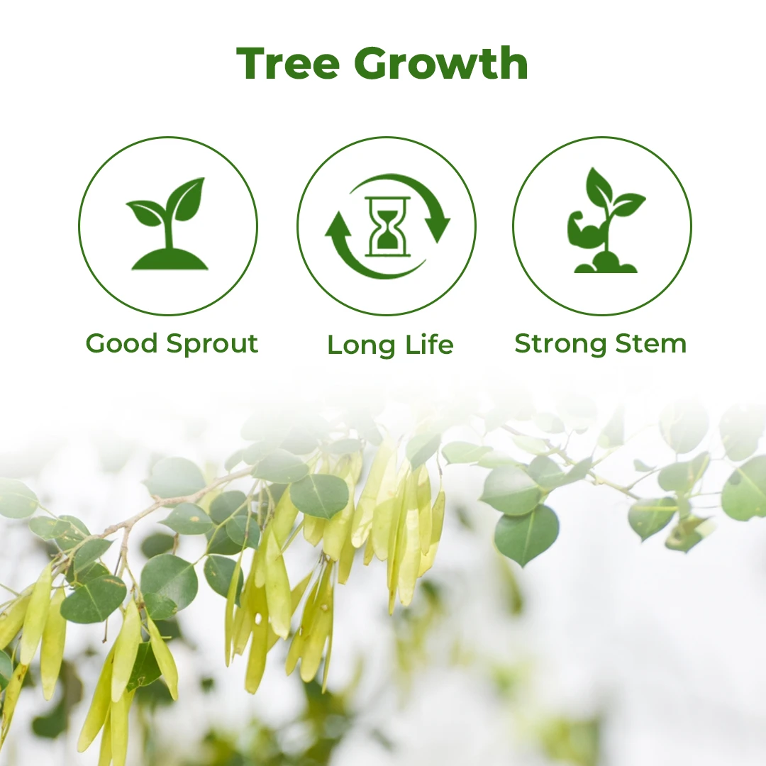 SRI SAI FORESTRY - Shisham Tree Seeds (North Indian Rosewood ) , Hard Tiber Seeds - Image 3