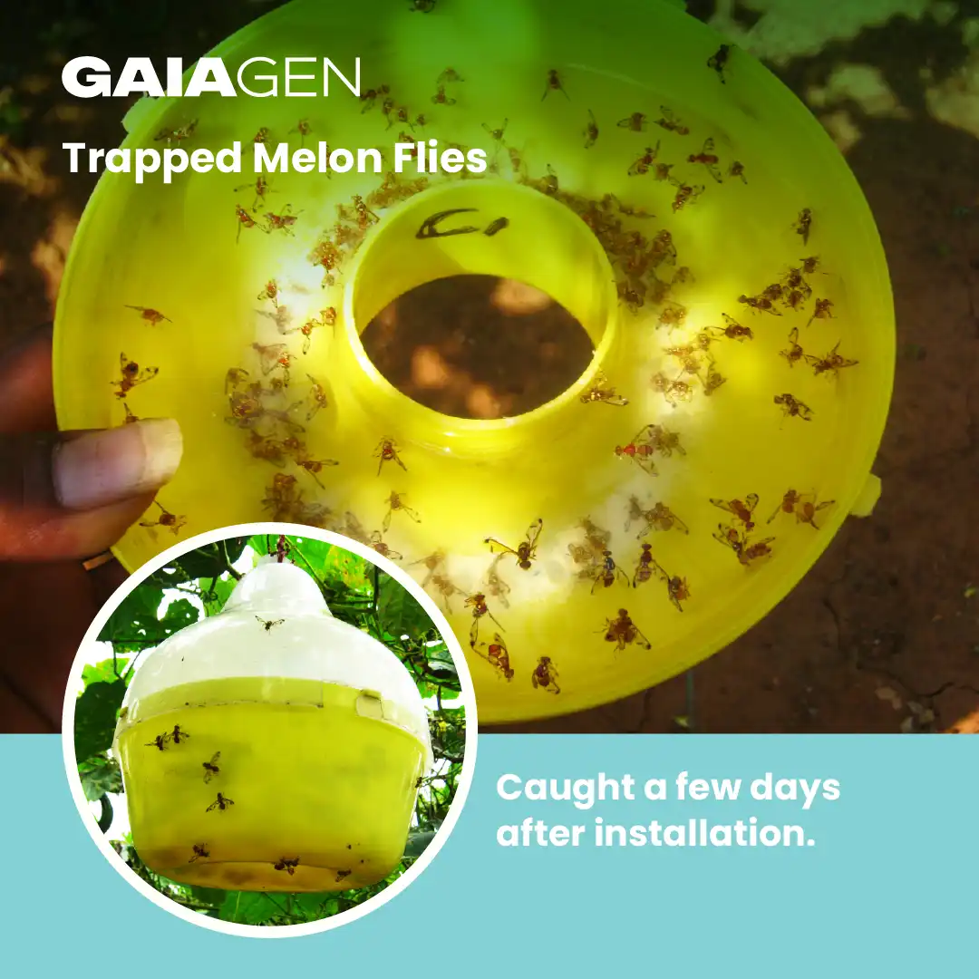 Gaiagen Pheromone Lure For Melon Fly (Bactrocera Cucurbitae) And Insect Fly Trap, IMO Certified. - Image 7