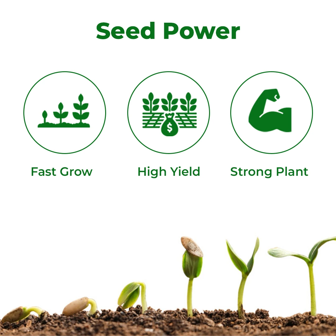 क्रोमिन सीड+ जिंकेटेड फॉस्फेट सस्पेंशन (एनपीके 00:14:00, Zn-17.5%) फसल की शुरुआती वृद्धि के लिए प्रभावी पोषक तत्व इनपुट प्रदान करता है। - Image 3