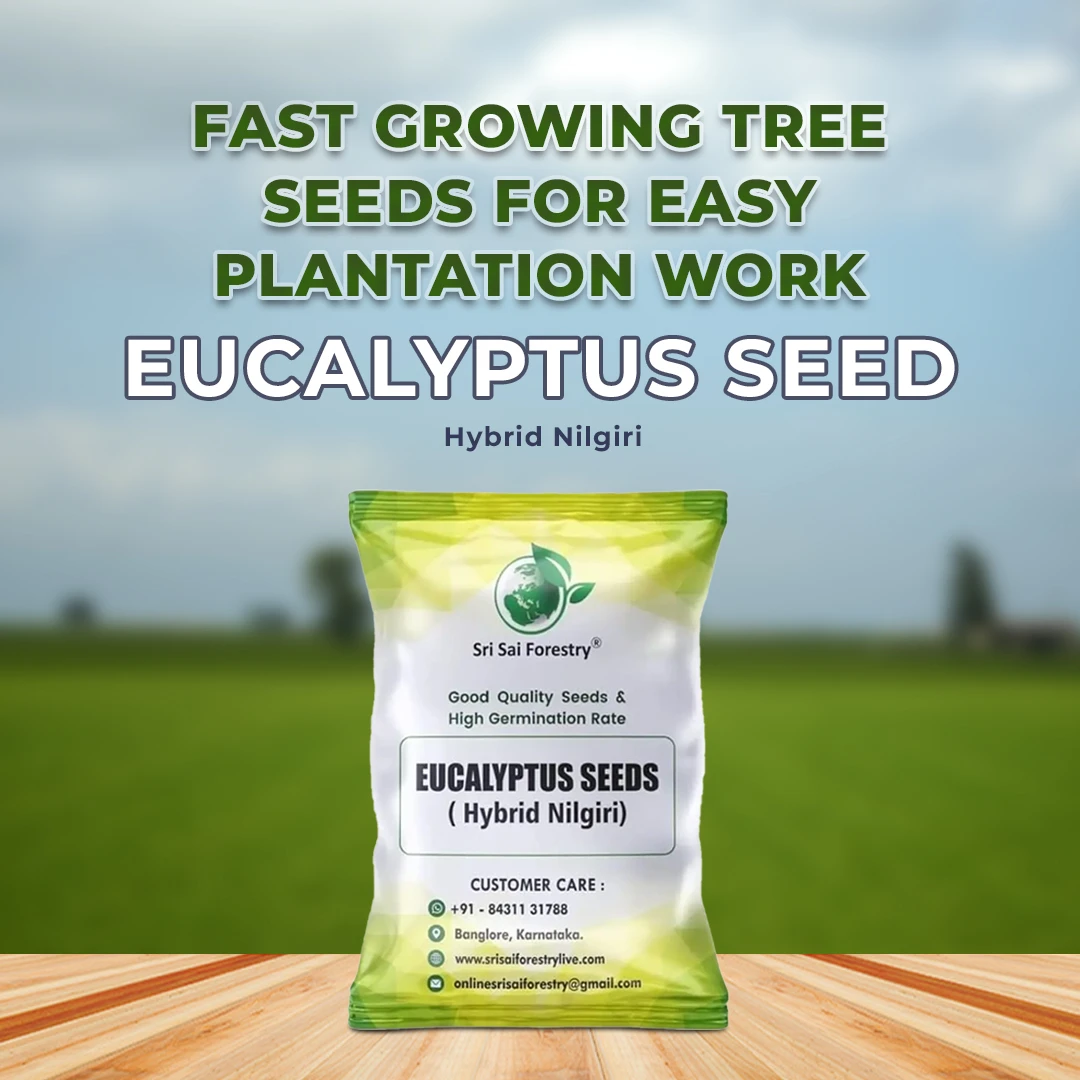 श्री साई फॉरेस्ट्री - यूकेलिप्टस नीलगिरी, बेहतरीन कागज की लकड़ी के वृक्ष, कठोर लकड़ी और तेज़ी से बढ़ने वाला इंधन लकड़ी वृक्ष के बीज - Image 2